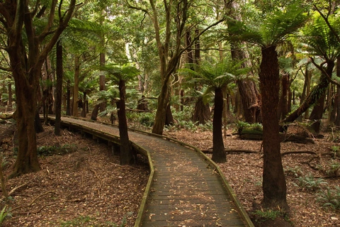 Lilly Pilly Gully Circuit Trail