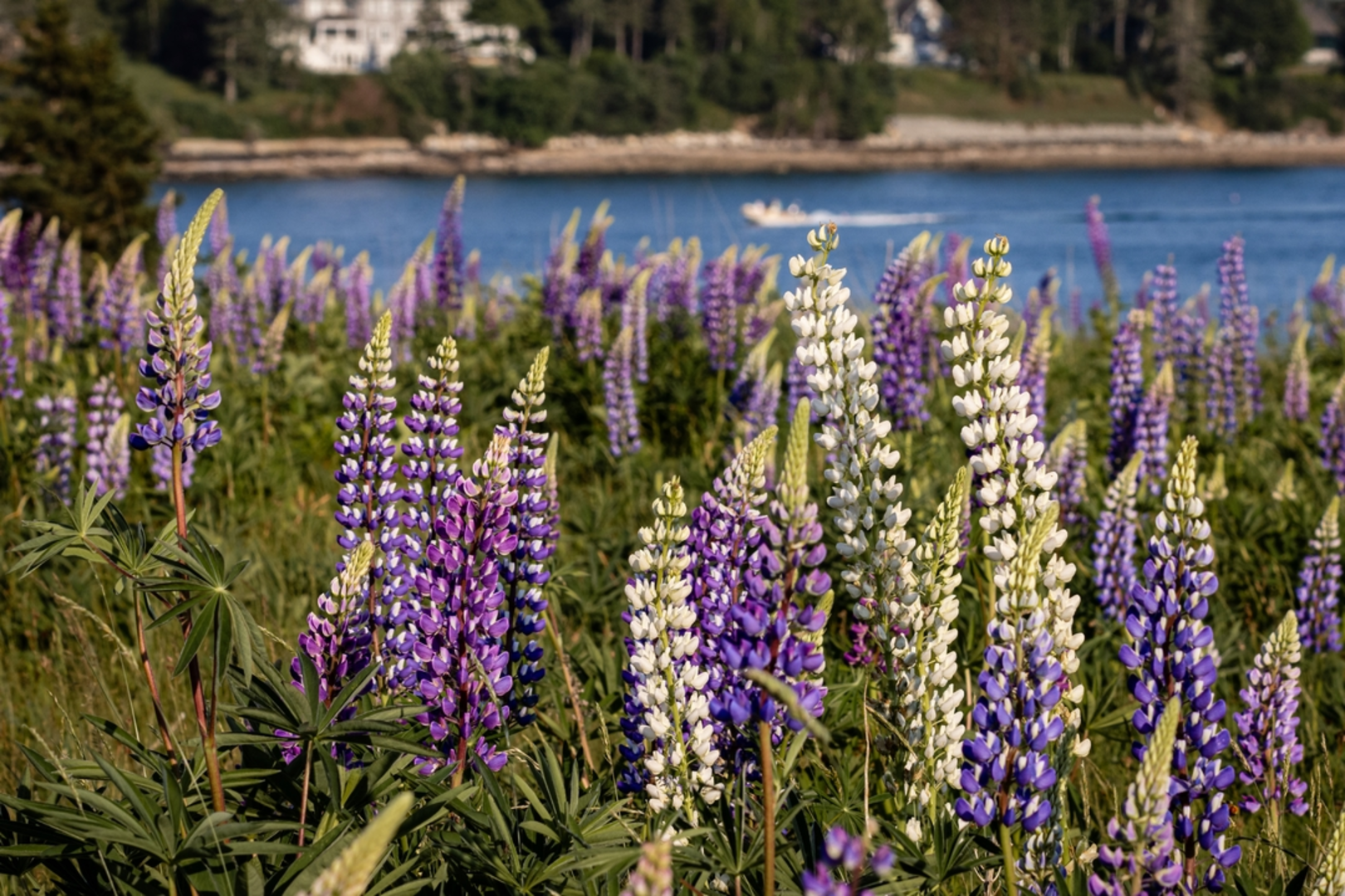 An image depicting the trail Flying Mountain Loop Trail and its surrounding area.