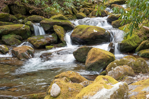 An image depicting the trail Maddron Bald to Albright Grove Loop Trail and its surrounding area.