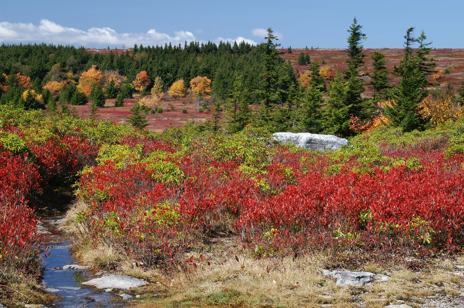 An image depicting the trail Dolly Sods Wilderness North Loop and its surrounding area.