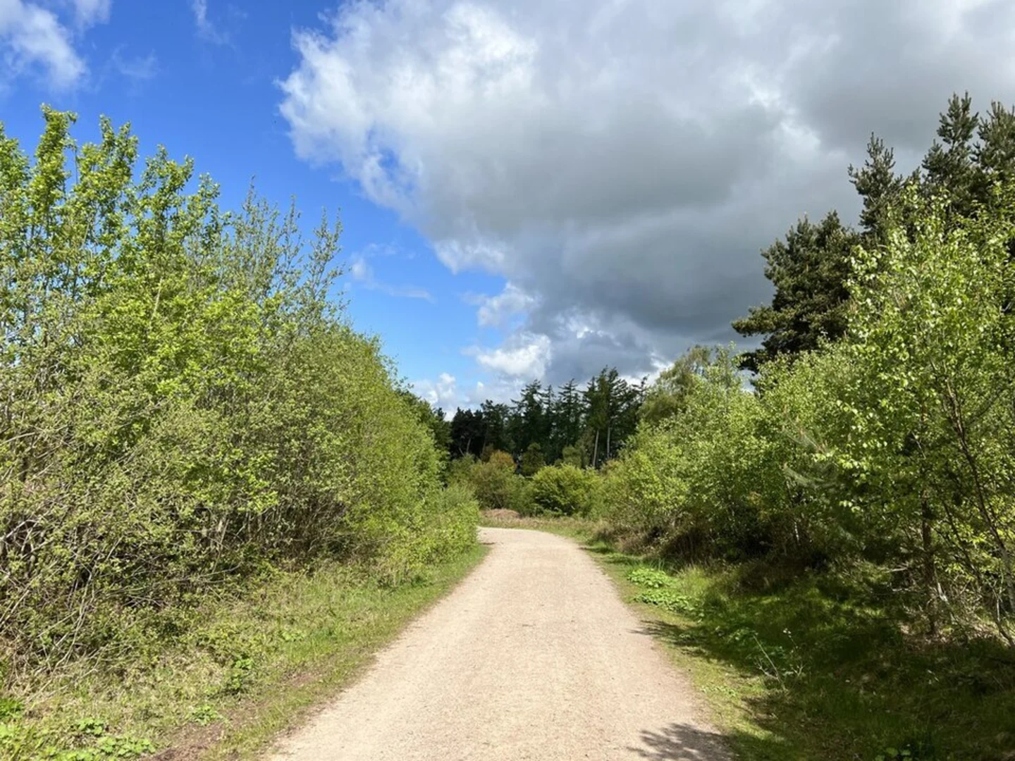 An image depicting the trail Hanchurch Woods Loop and its surrounding area.