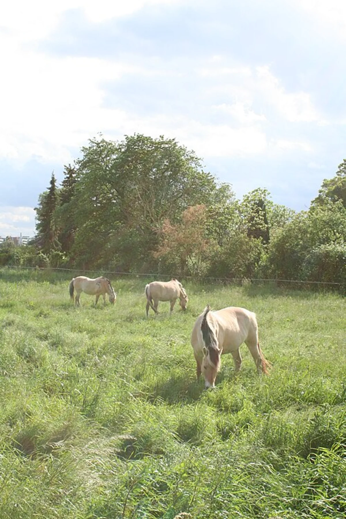 Schmitt'sche Grube and Schwanheimer Düne Loop