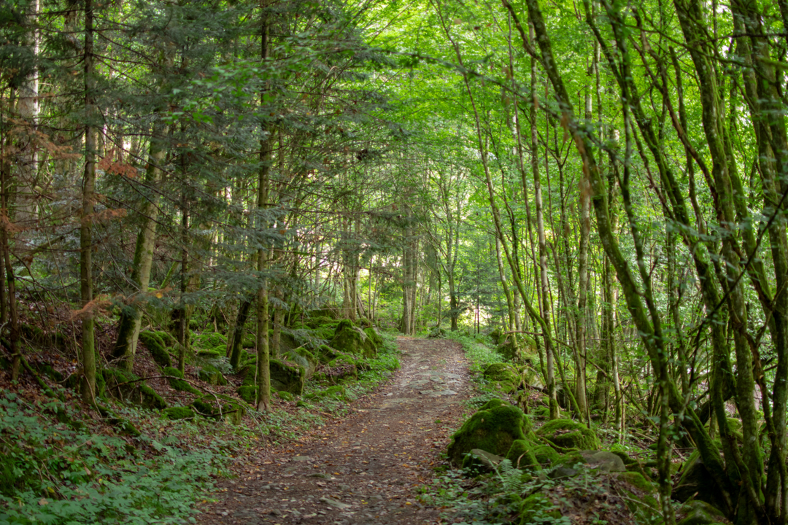 An image depicting the trail Lembach - Leinenweberweg Trail and its surrounding area.