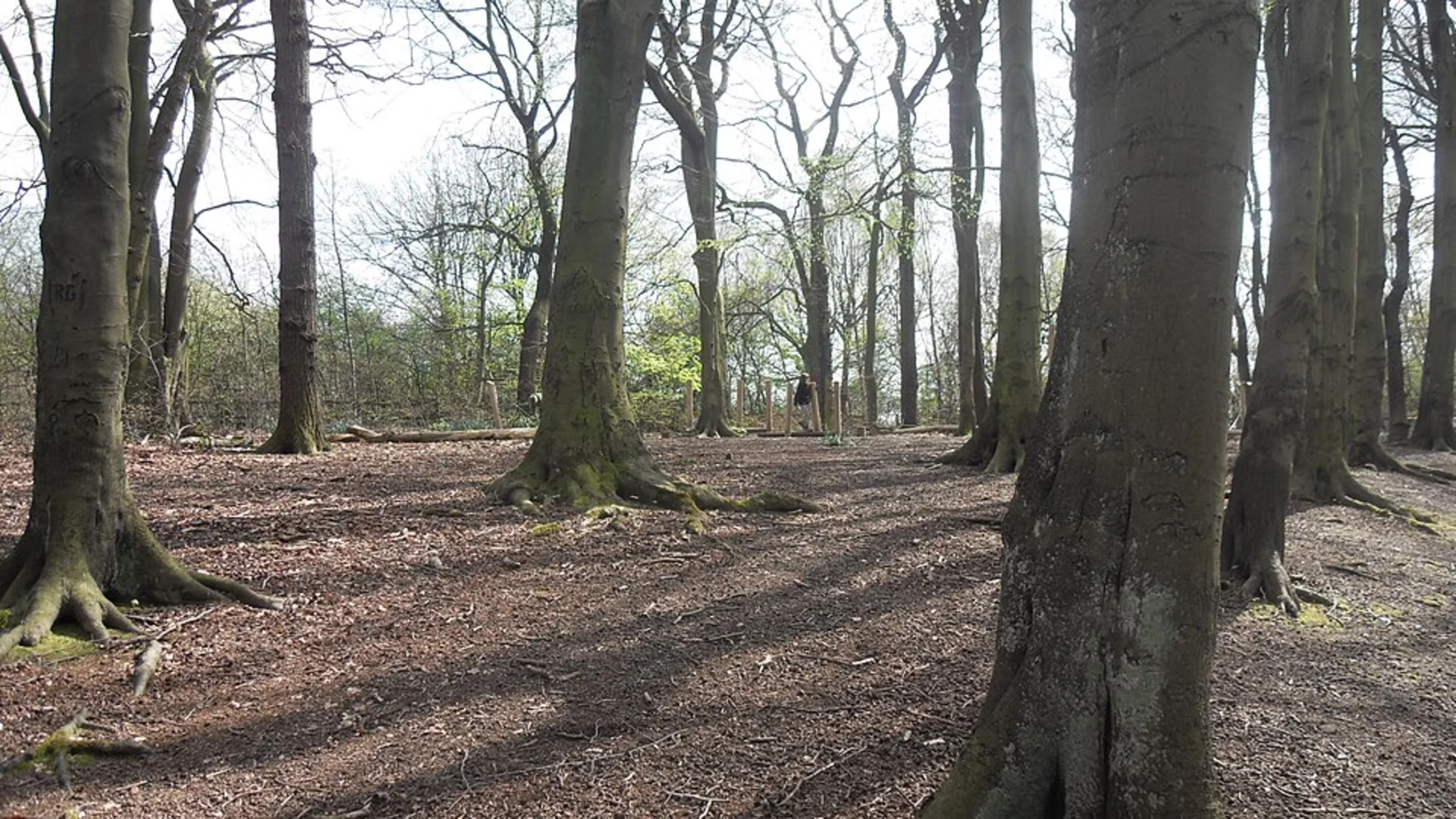 An image depicting the trail Worsley Woods and Old Warke Dam Loop and its surrounding area.