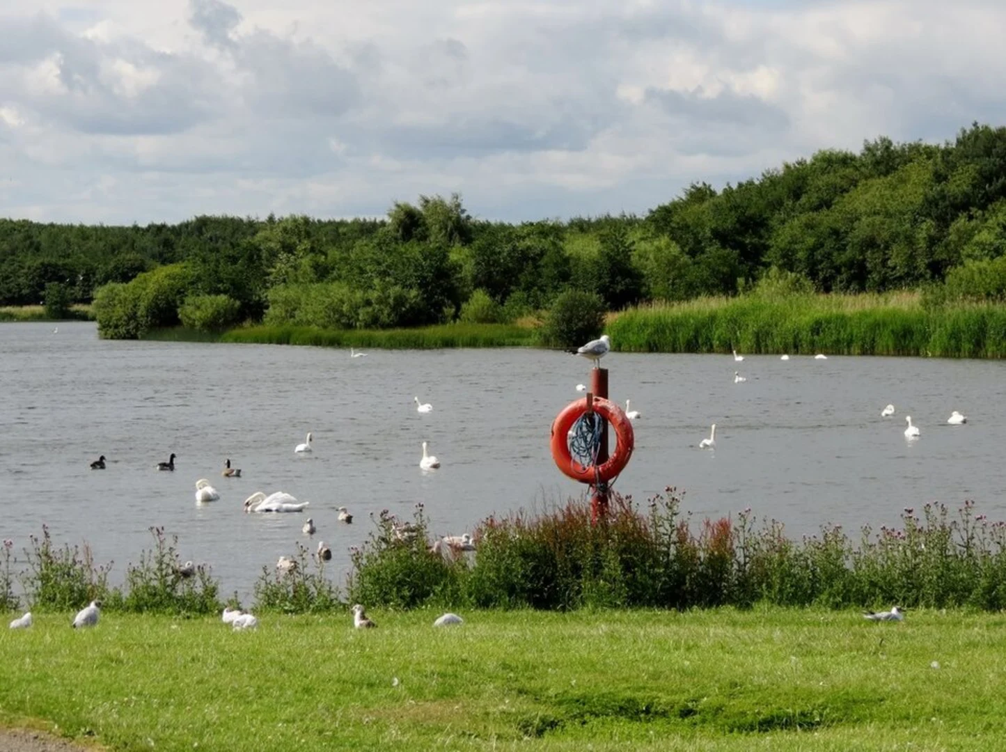 An image depicting the trail Queen Elizabeth II Country Park Loop and its surrounding area.