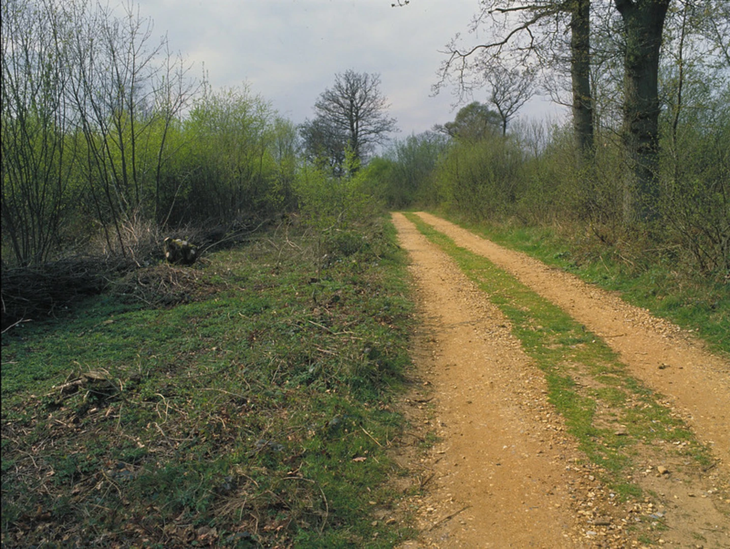 An image depicting the trail Bradfield Woods Blue Route and its surrounding area.