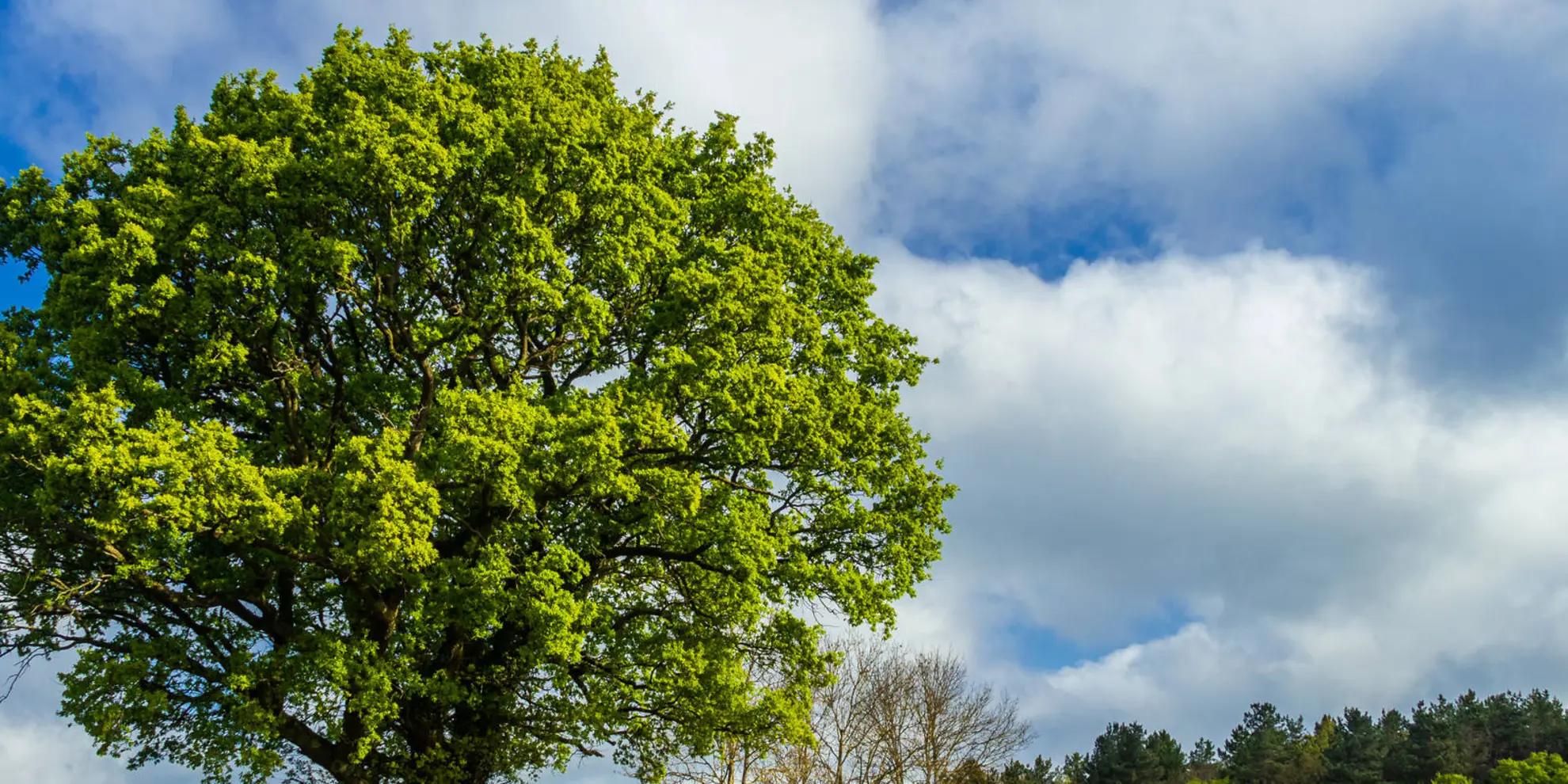 An image depicting the trail Rye House Circular via Roydon and Stanstead Abbots and its surrounding area.