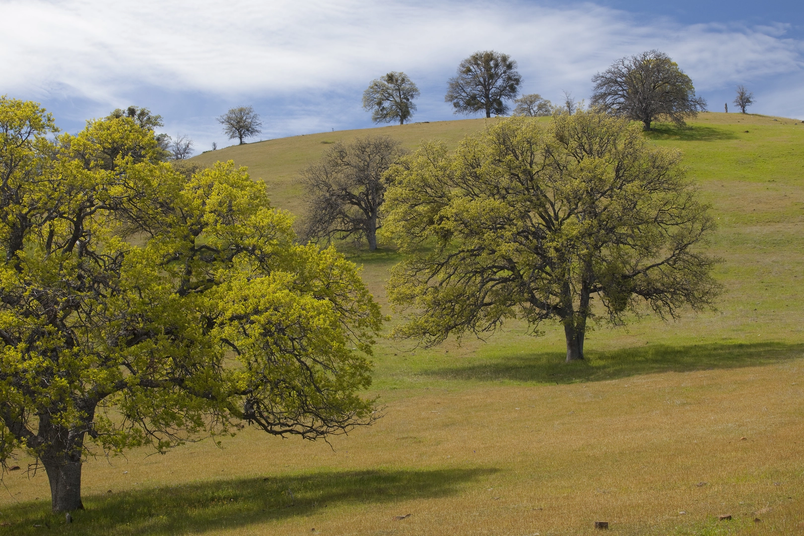 An image depicting the trail Cache Creek, Sulphur Spring and Fiske creek Walk and its surrounding area.