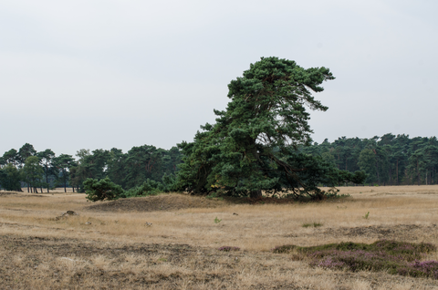 Zwarteweg, Valkseweg and Hoog Buurloseweg Loop