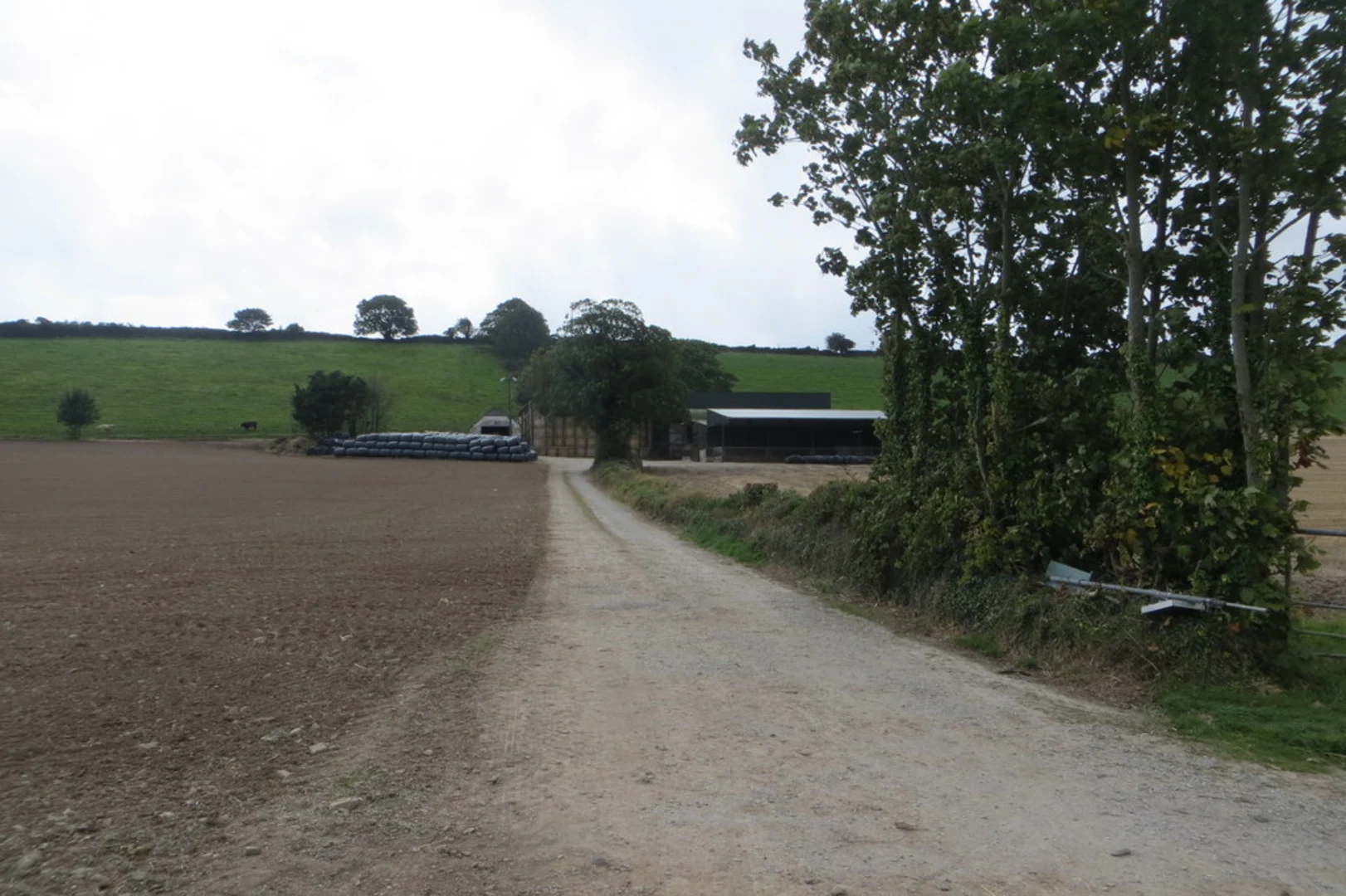An image depicting the trail Castlemartyr - Mitchell's Wood Loop and its surrounding area.