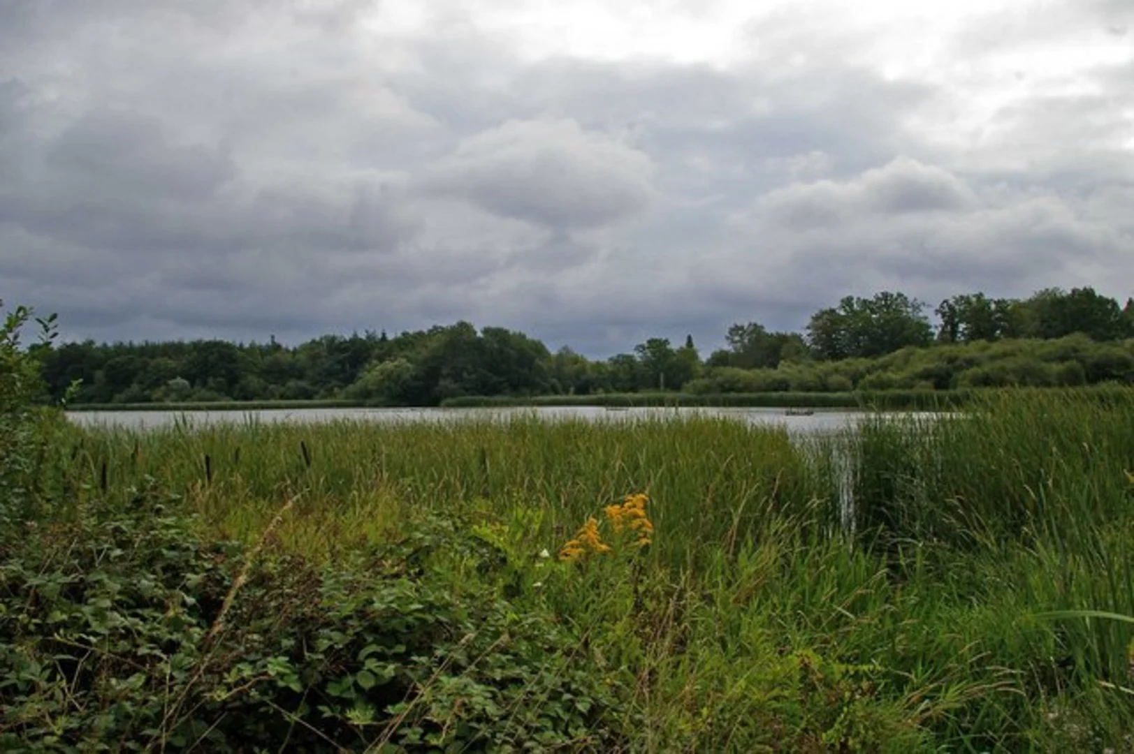 An image depicting the trail Horsham Park and Warnham Park Loop and its surrounding area.