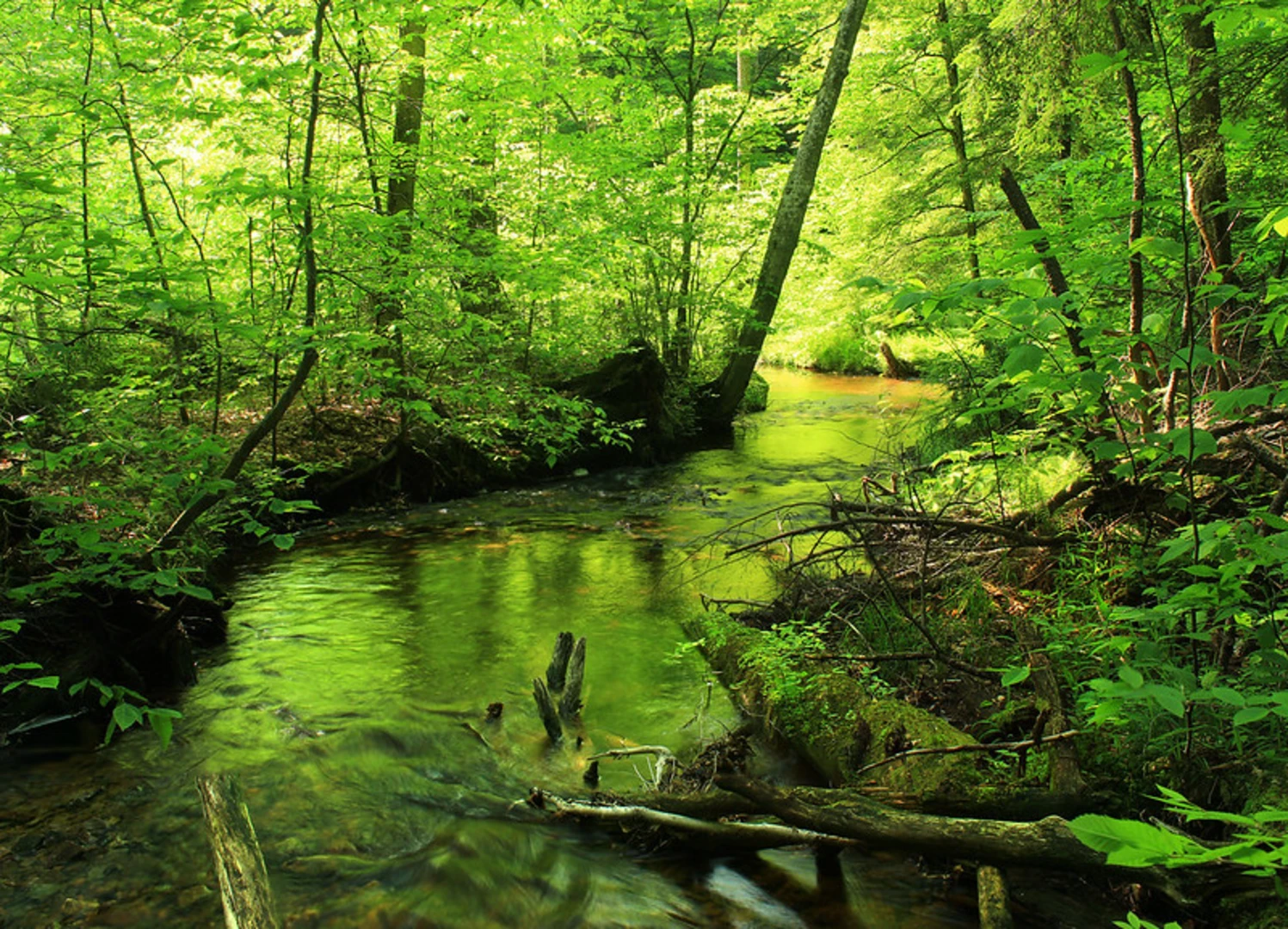 An image depicting the trail Mount Tuscarora to Mount Oneida via NCT and its surrounding area.