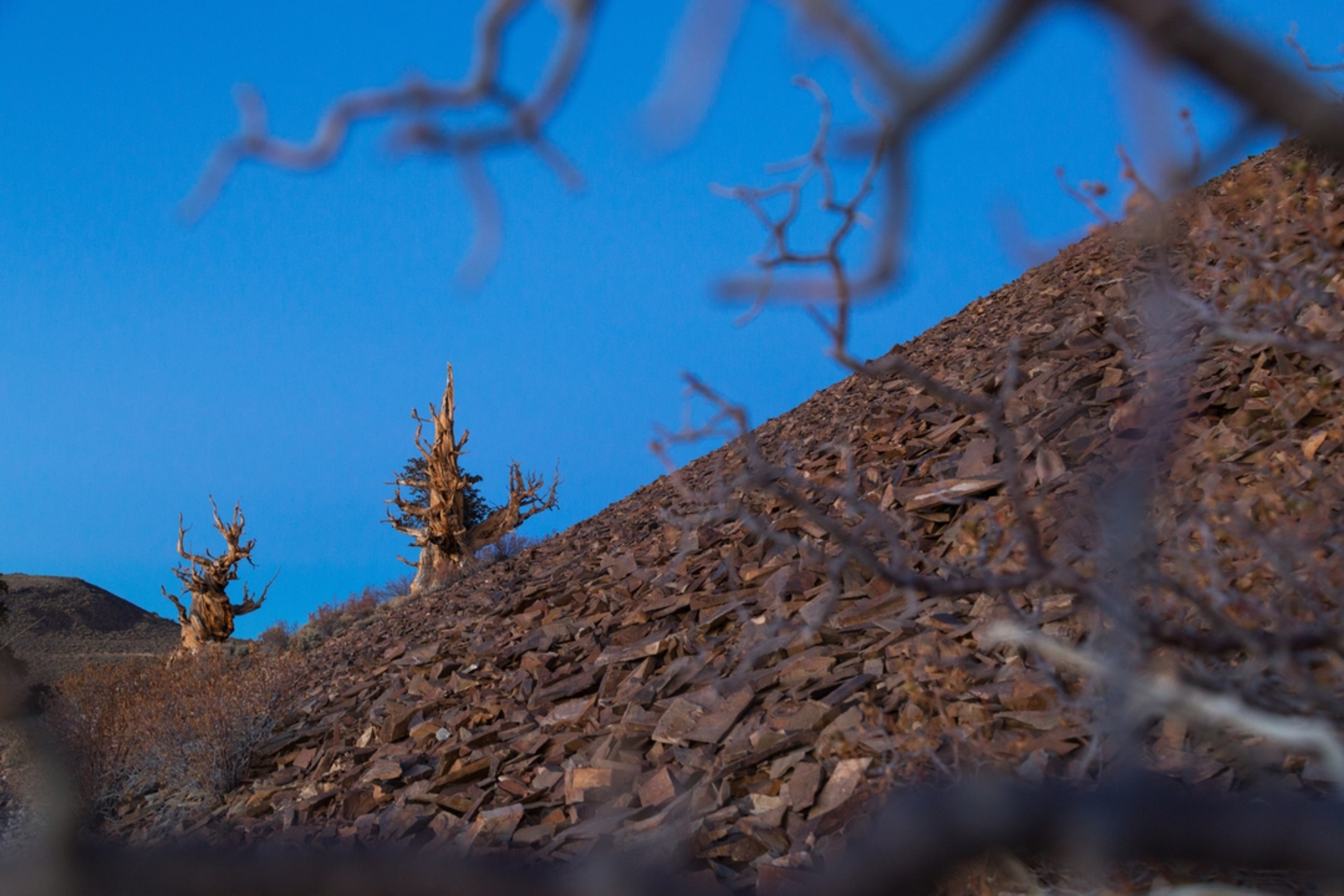 An image depicting the trail Bristlecone Cabin Trail and its surrounding area.