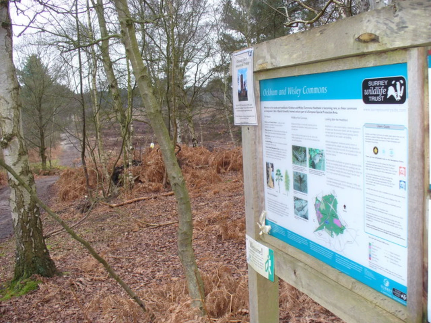 An image depicting the trail Wisley Country Park and Hatchford Wood Loop and its surrounding area.
