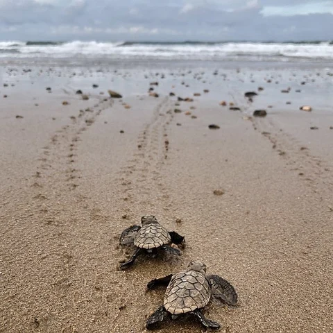 Mon Repos Coastal Track