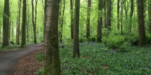 An image depicting the trail New Ross - Kelly's Wood - Oaklands Trail and its surrounding area.