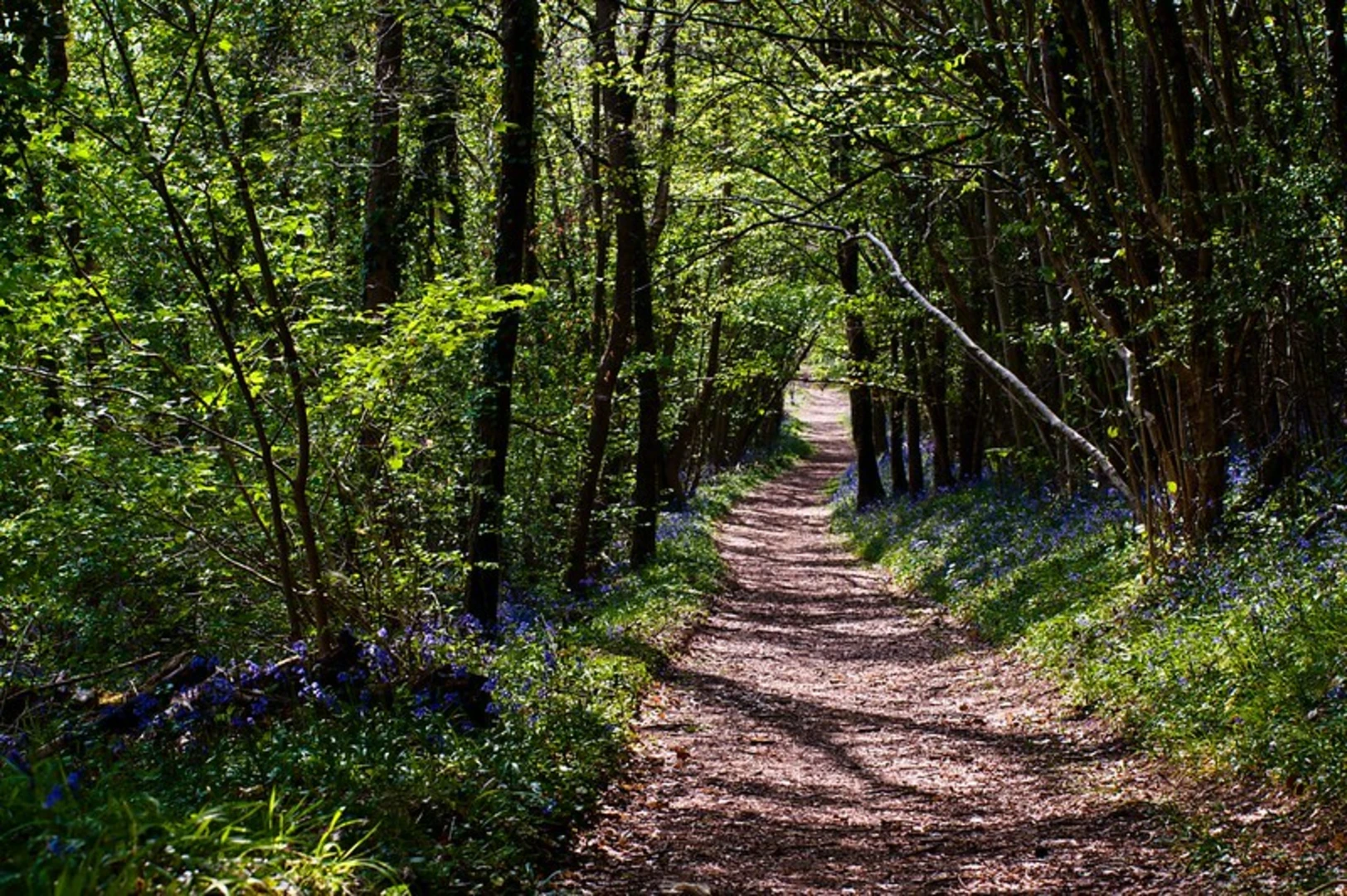 An image depicting the trail Siccaridge Wood via T and S Way and its surrounding area.