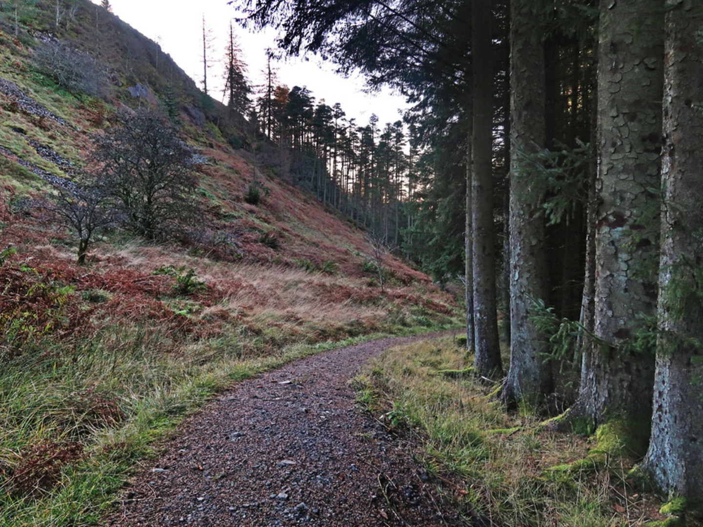 An image depicting the trail Queen Elizabeth Forest Park Loop and its surrounding area.