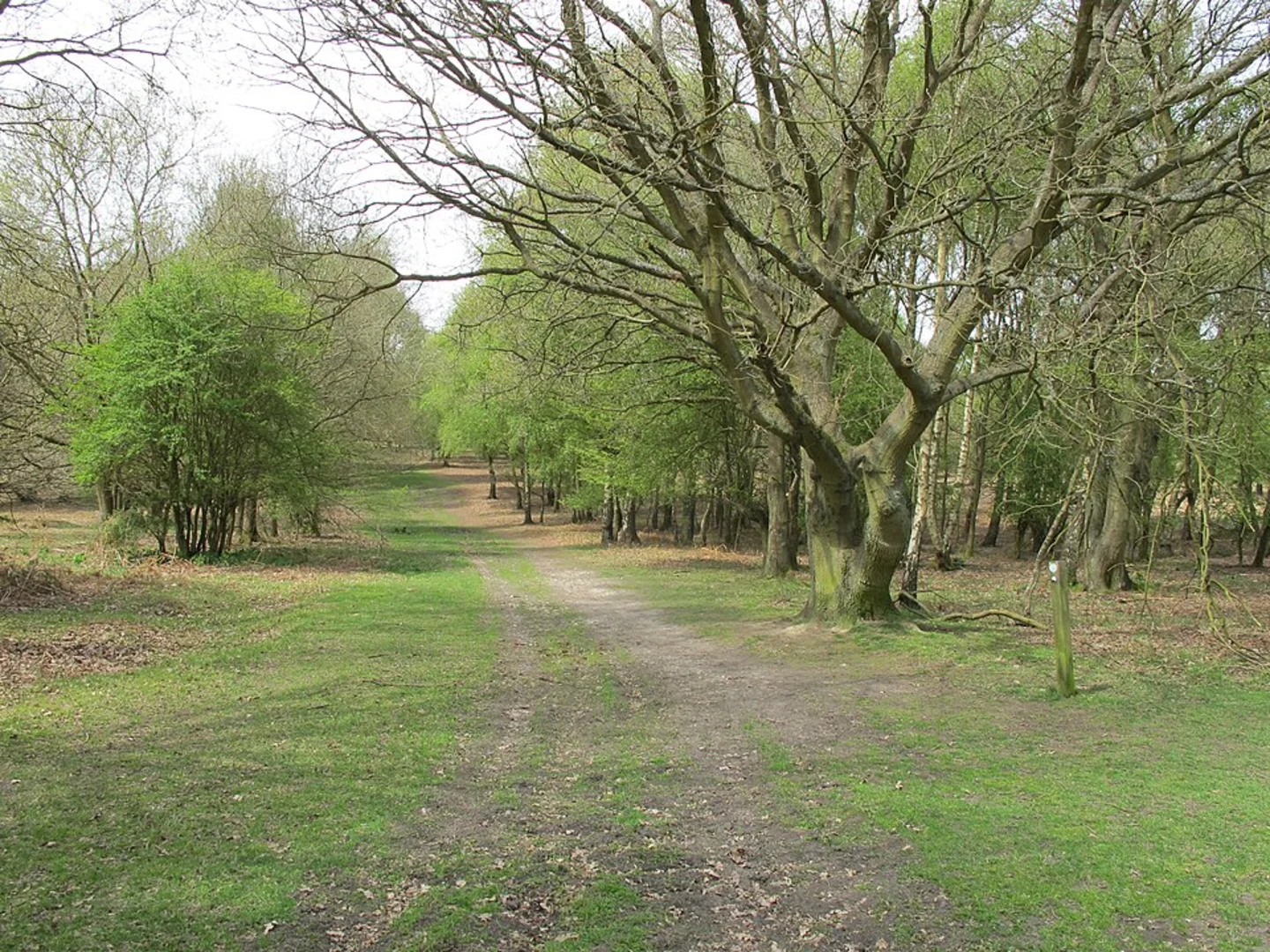 An image depicting the trail Northchurch Common Loop and its surrounding area.