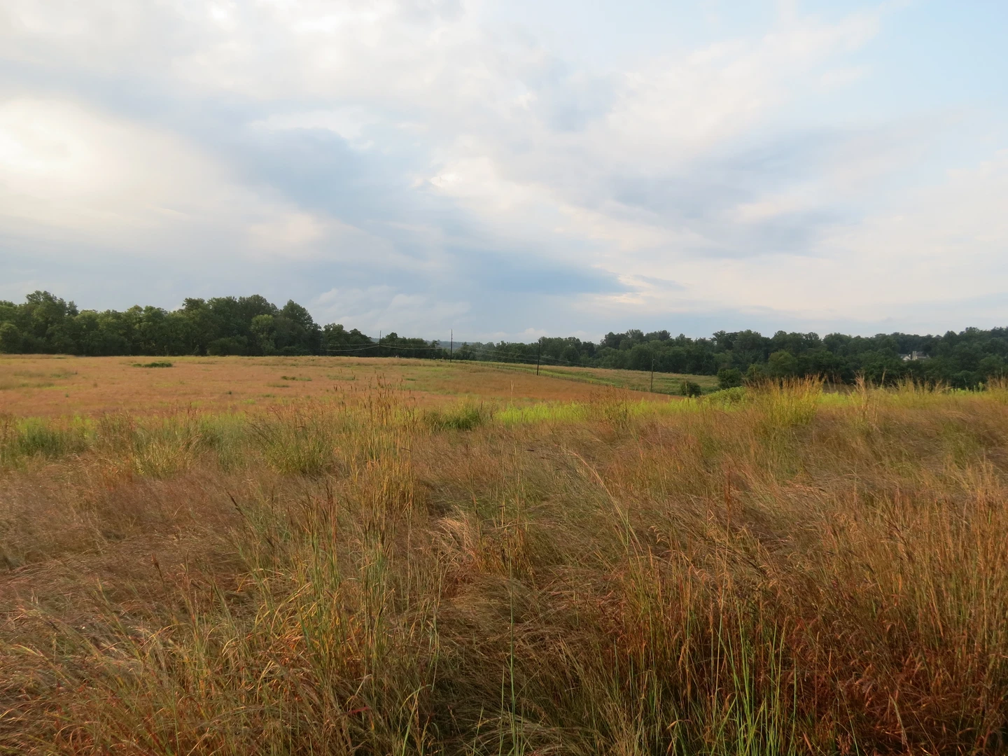 An image depicting the trail Pennypack Creek via Raytham Trail and Crossroads Marsh and its surrounding area.