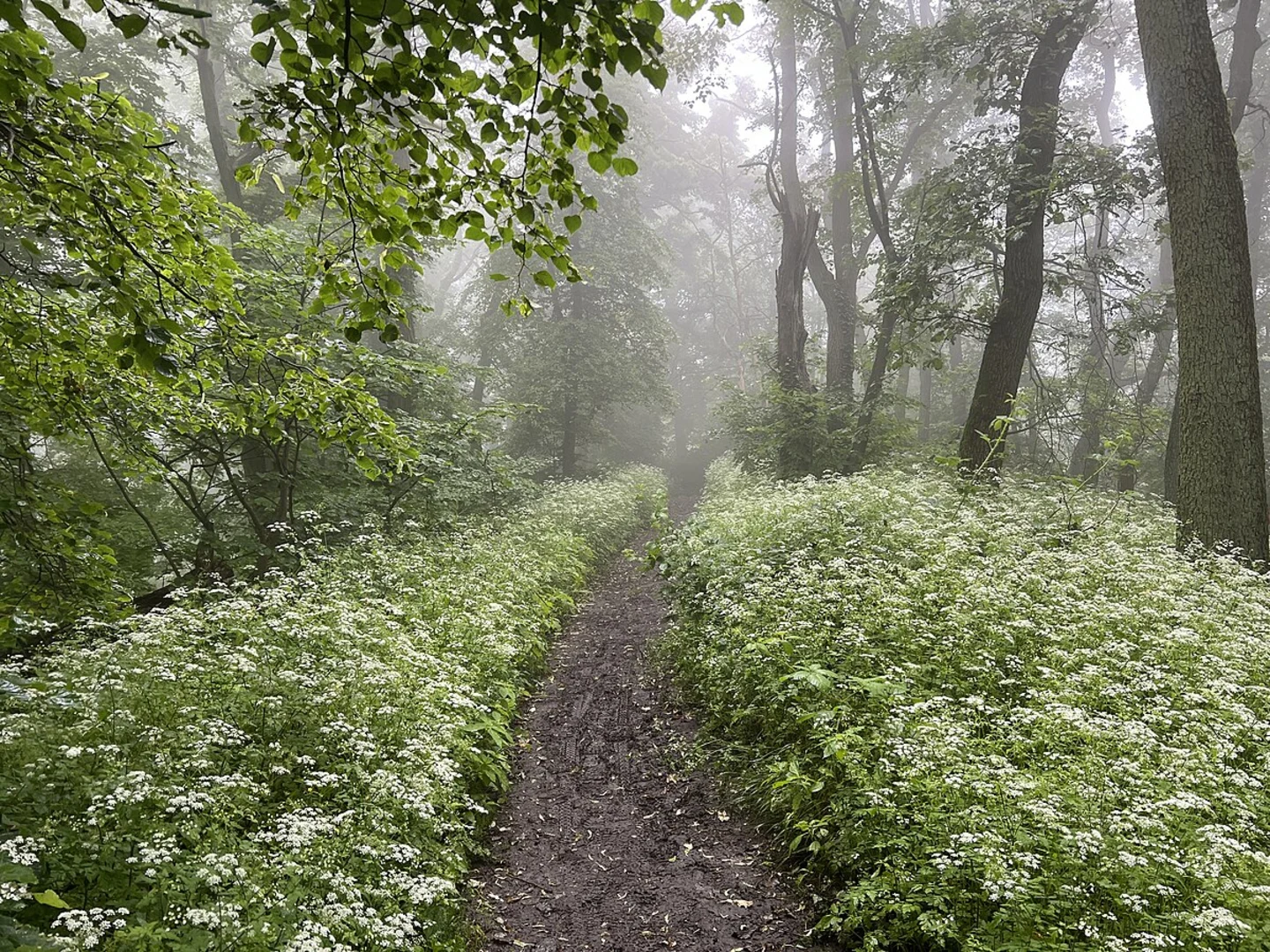 An image depicting the trail Nonnenstromberg via Beethoven Wanderweg and Der Wanderklassiker and its surrounding area.