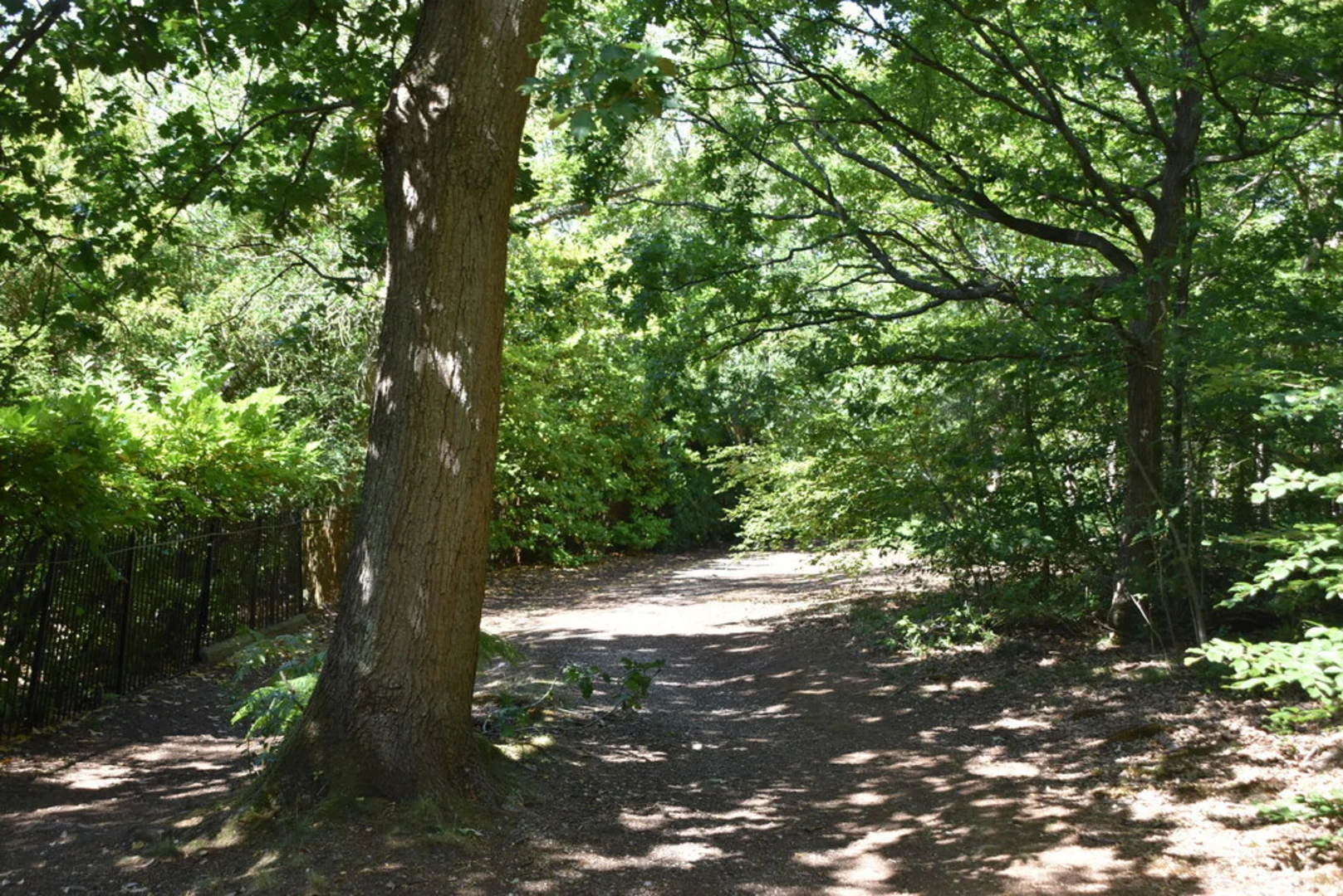An image depicting the trail Hayes Common and its surrounding area.