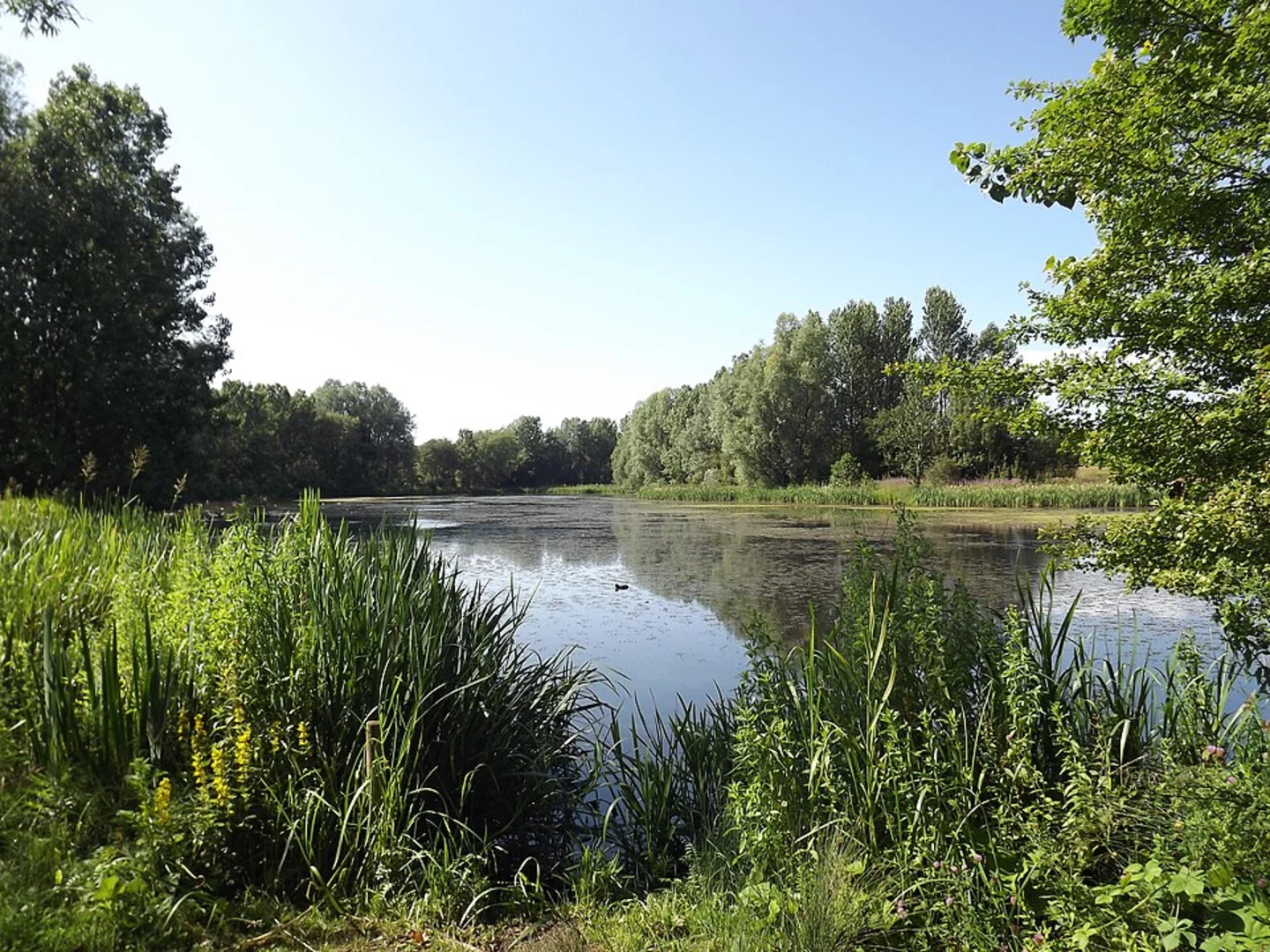 An image depicting the trail Biddulph Way and Whitfield Valley Local Nature Reserve Knot and its surrounding area.