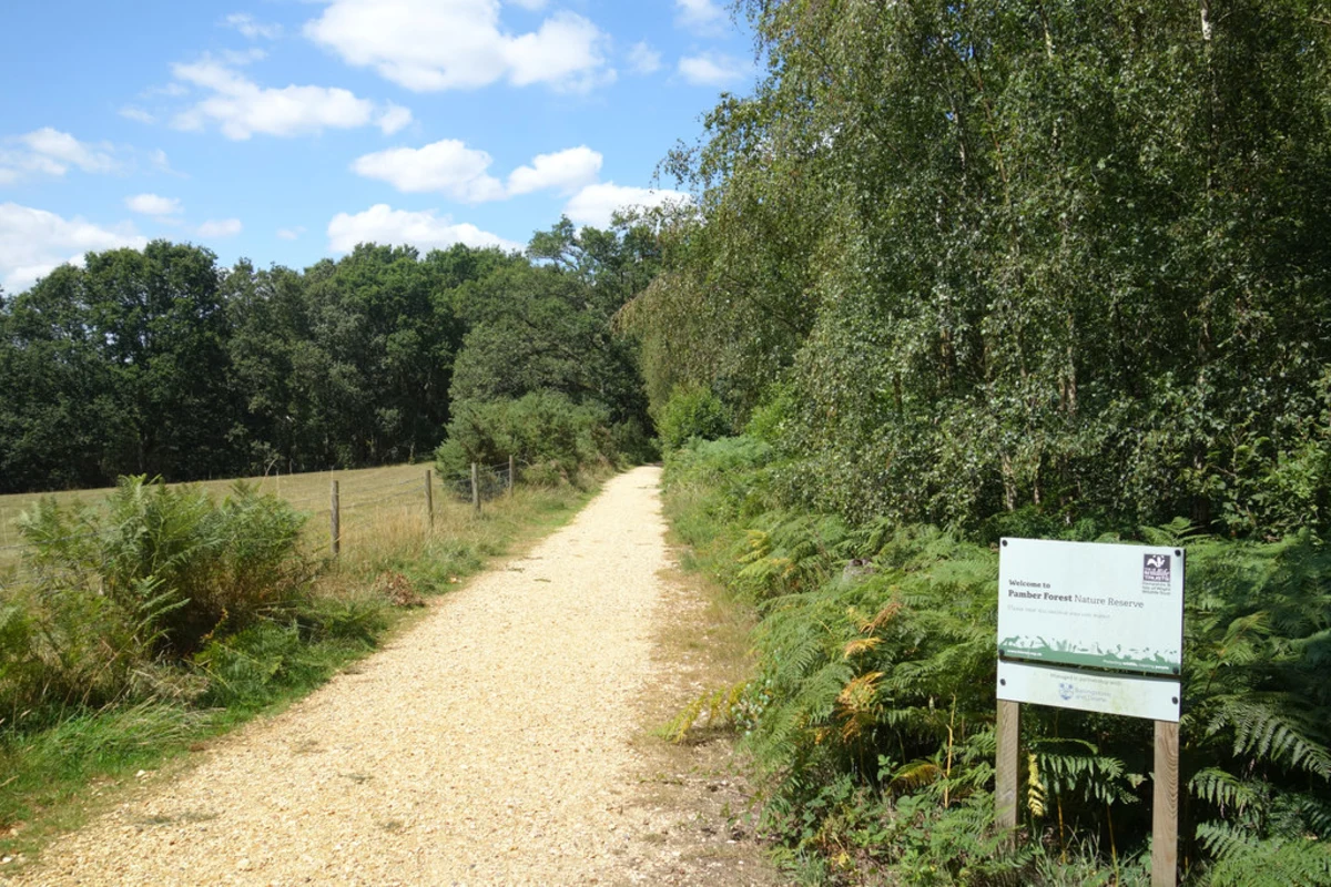 Pamber Forest Loop Walk