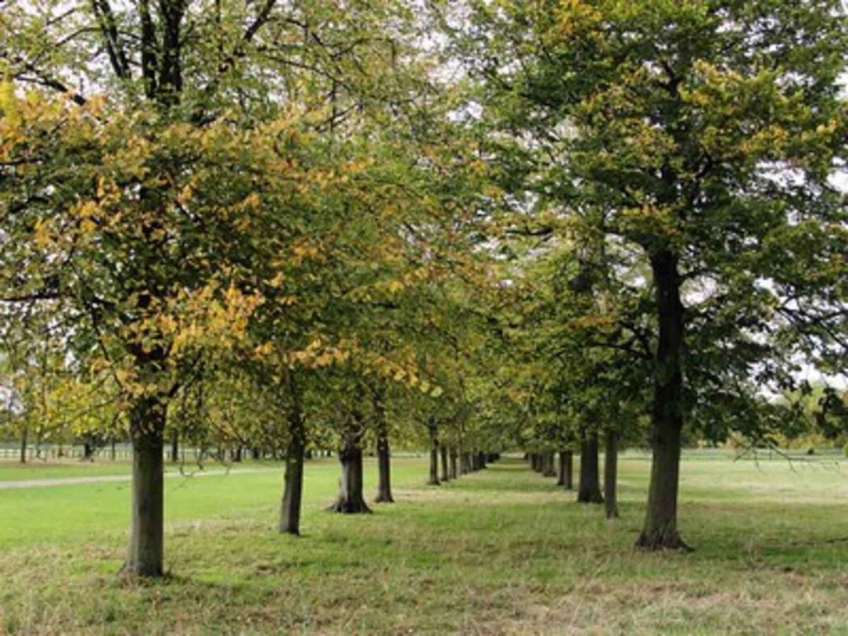 Syon Park and Marble Hill House Walk
