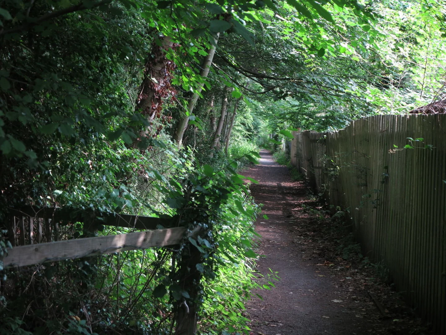 An image depicting the trail Scotch Gill Woods Loop and its surrounding area.