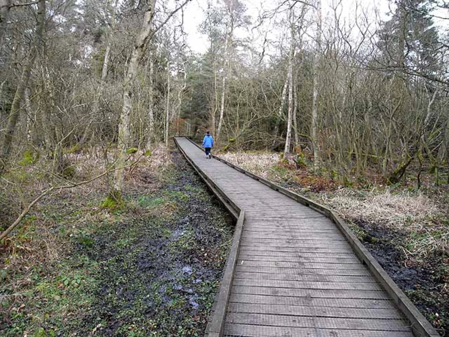 An image depicting the trail Bolam Lake Country Park Loop and its surrounding area.