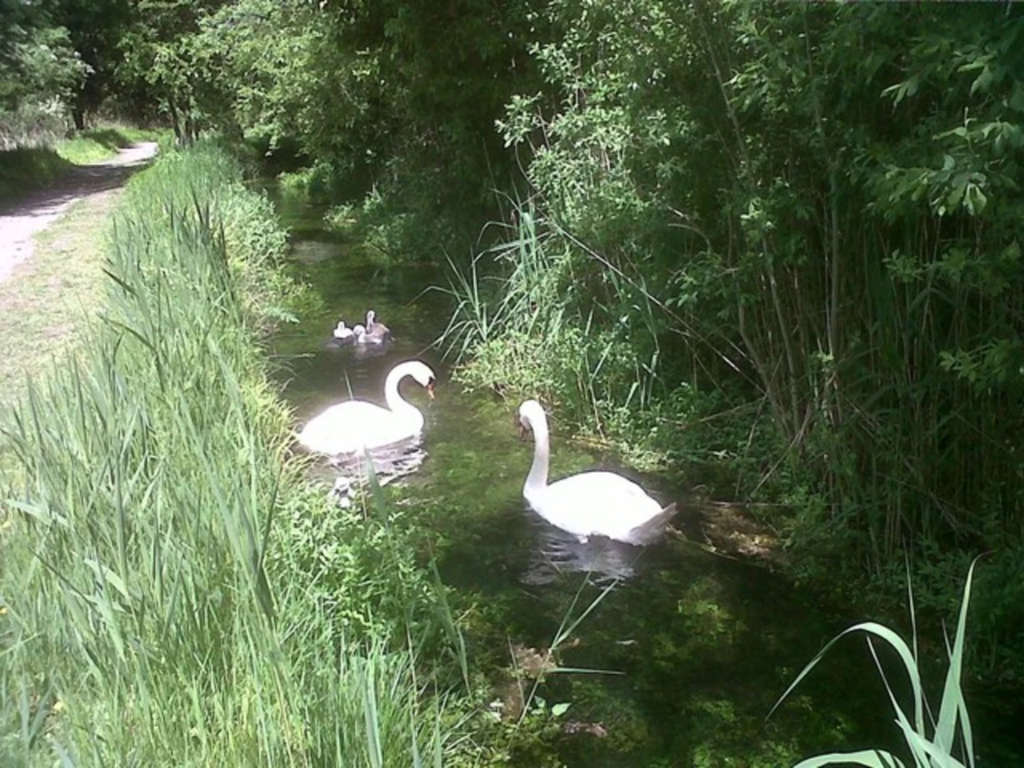 An image depicting the trail River Shep and RSPB Fowlmere Nature Reserve and its surrounding area.