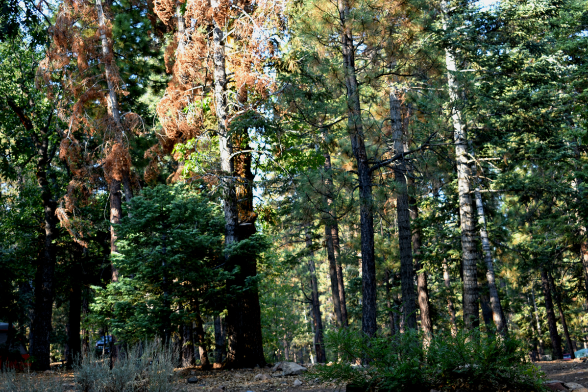 Pine Knot Trail to Grand View Point