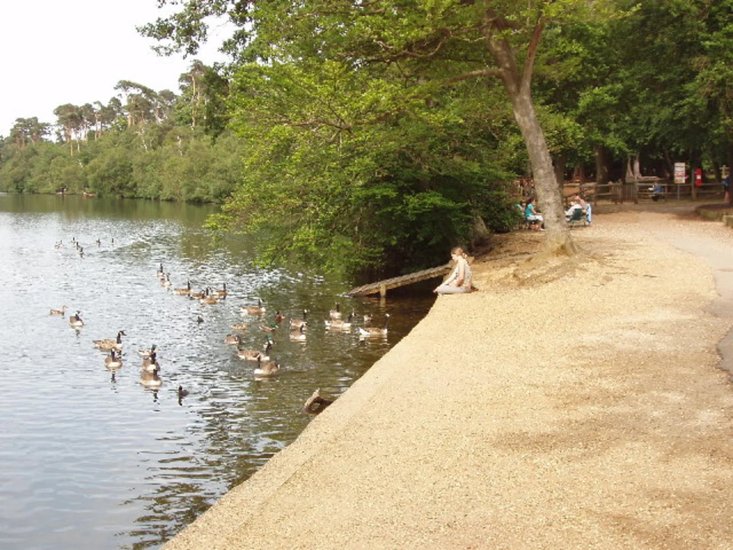 An image depicting the trail Black Park Lake Loop and its surrounding area.