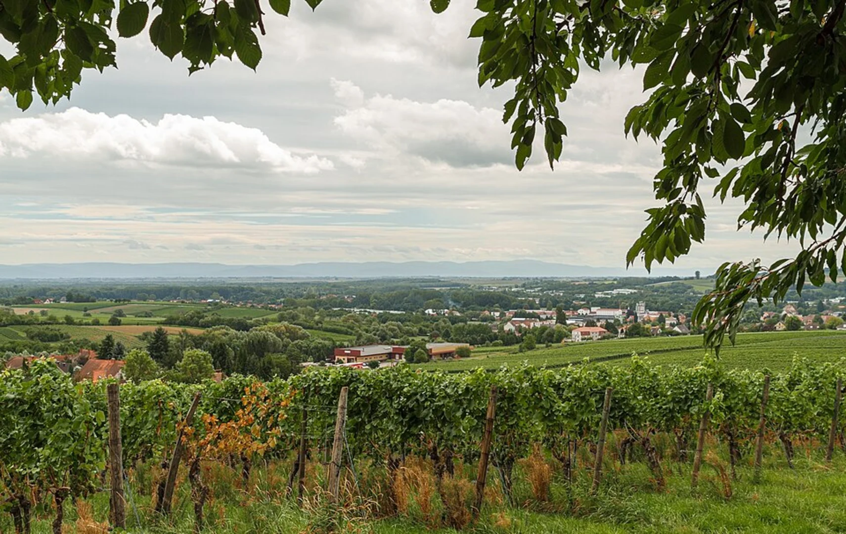 An image depicting the trail Bad Bergzabern to Schweigen-Rechtenbach via Saar Pfalz Weg and its surrounding area.