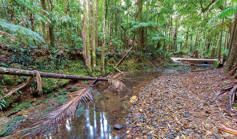 An image depicting the trail Ulidarra National Park and its surrounding area.