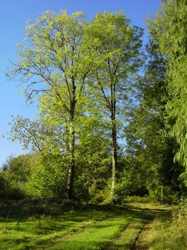 Hen Wood and Riplington Hanger