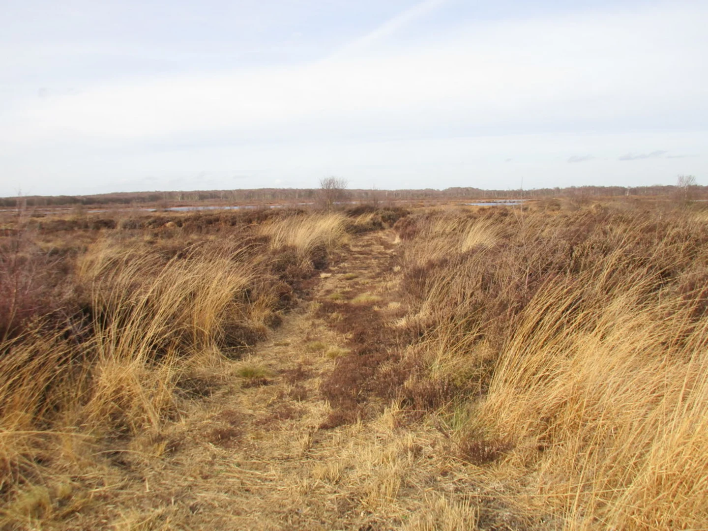 An image depicting the trail Hatfield Moors Short Loop and its surrounding area.
