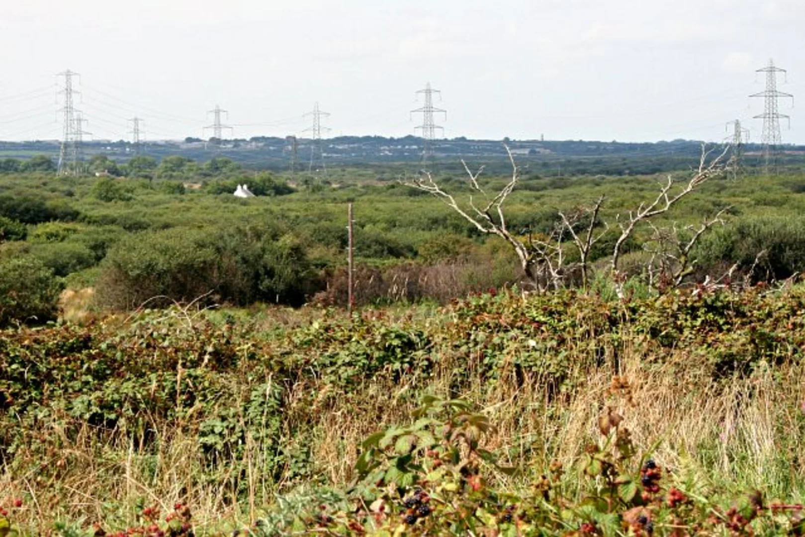 An image depicting the trail Goss Moor Nature Reserve Loop and its surrounding area.
