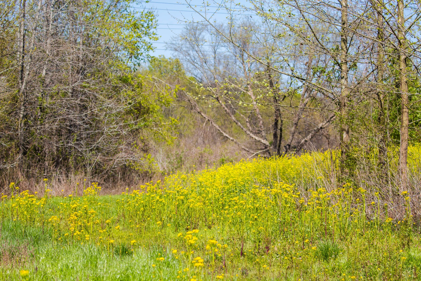 An image depicting the trail Discovery Loop Trail and its surrounding area.