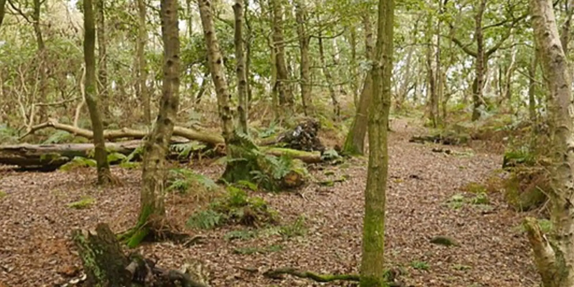 An image depicting the trail Cheshire Lanes and Woodhouse Hill Fort and its surrounding area.