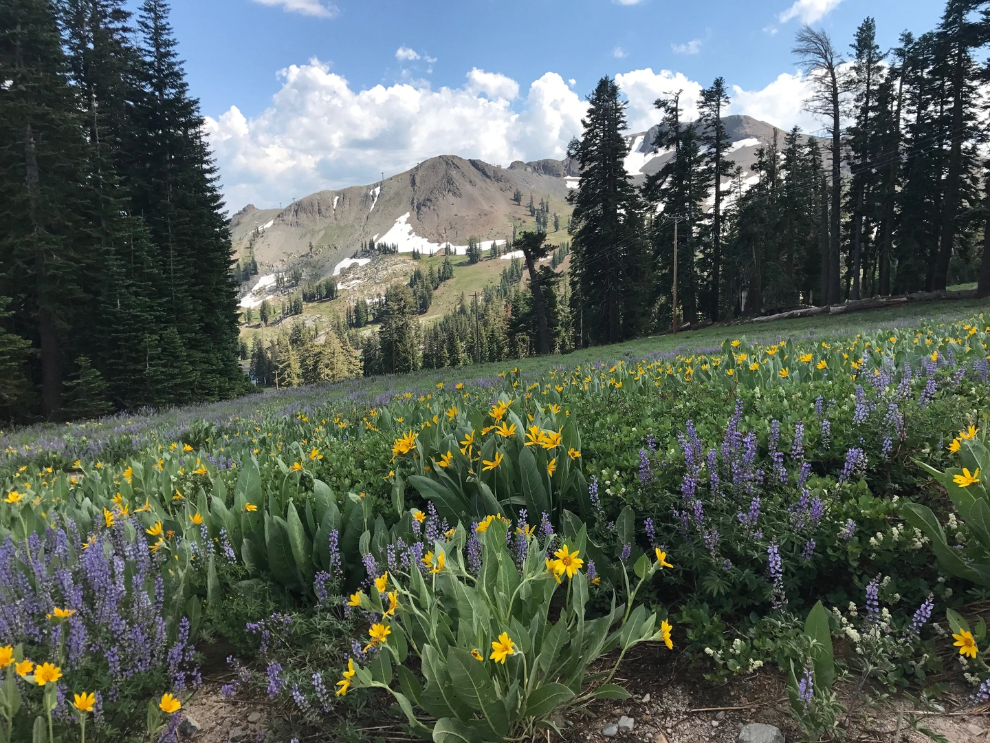 An image depicting the trail Bear Creek Trail and its surrounding area.