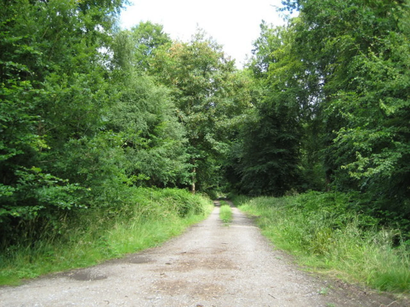 An image depicting the trail Savernake Forest Loop and its surrounding area.