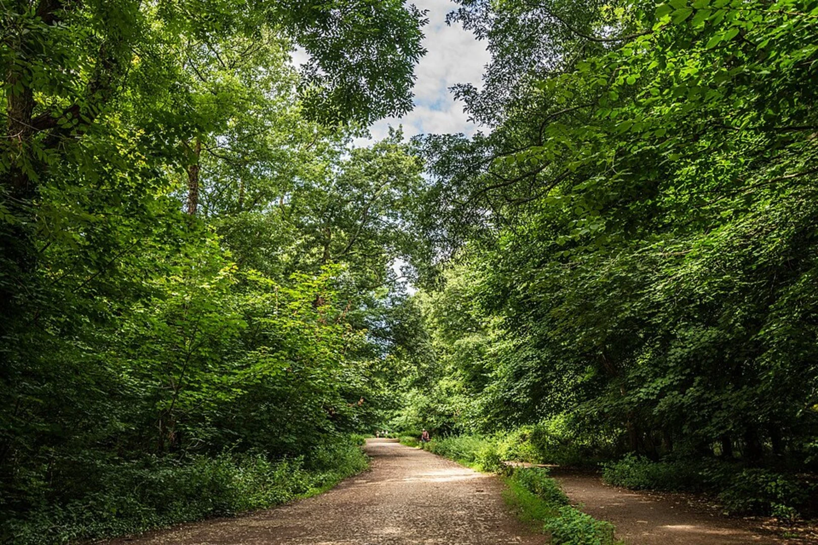 An image depicting the trail Shere Loop and its surrounding area.
