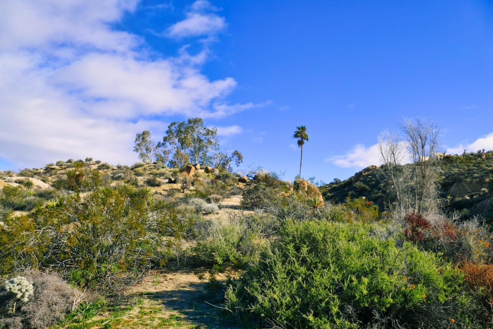 An image depicting the trail Cottonwood Spring Trail and its surrounding area.