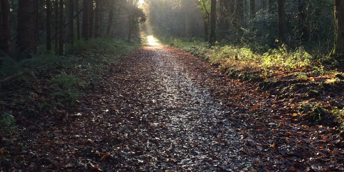 Castlemorris Wood Loop