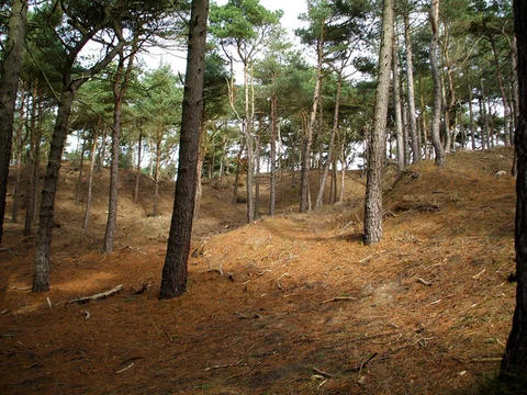 Formby Wood