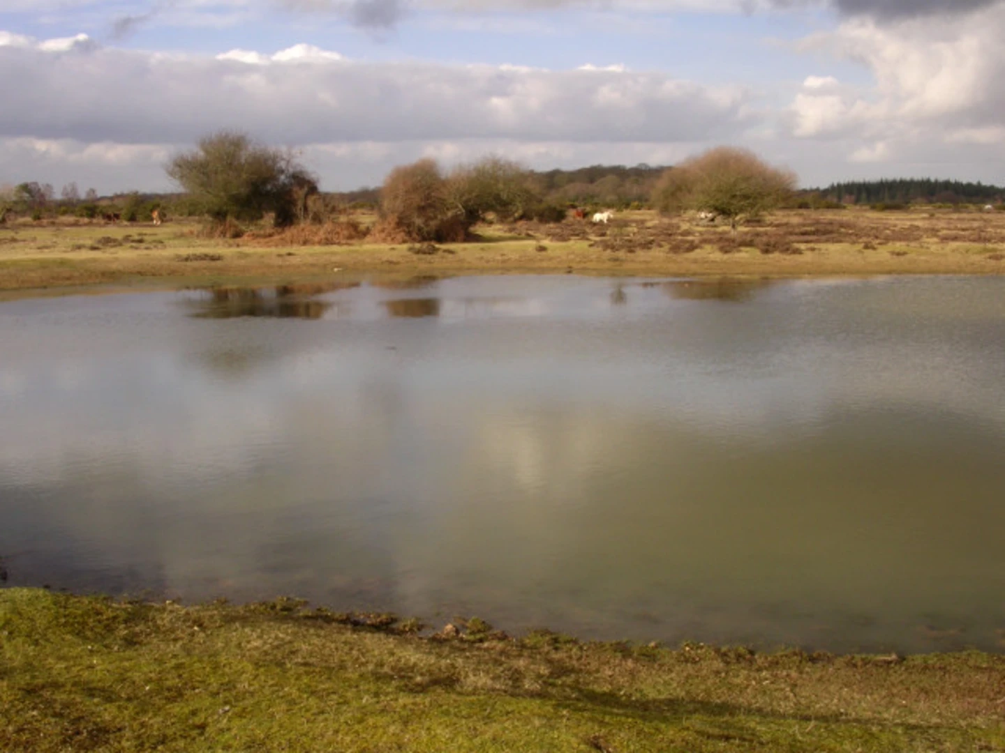 An image depicting the trail Holly Hatch Inclosure Loop and its surrounding area.
