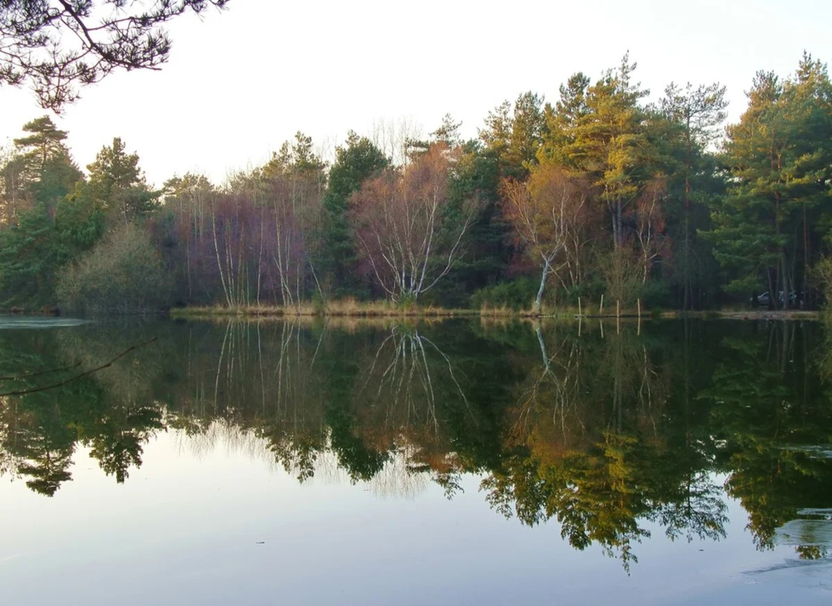 Elstead Common and The Moat Walk
