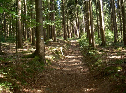 An image depicting the trail Nurtschweg and its surrounding area.